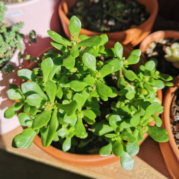 Plant image Crassula pubescens subsp. radicans 'Red Carpet'