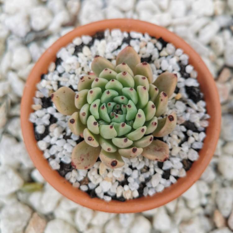 Plant image Echeveria Cuspidata var. Zaragozae