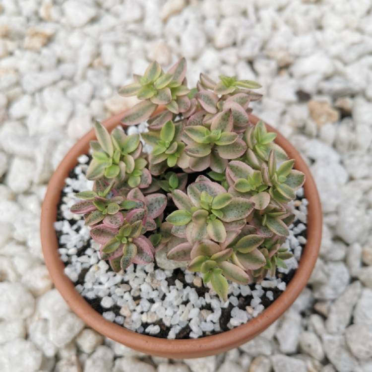 Plant image Crassula Volkensii f. Variegata