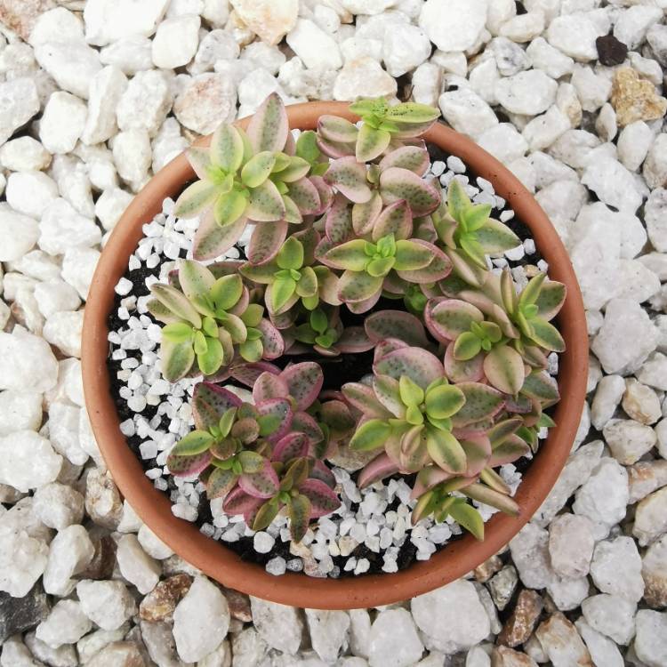 Plant image Crassula Volkensii f. Variegata