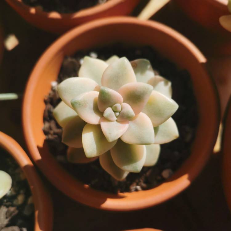 Plant image Graptopetalum Mendozae Variegata