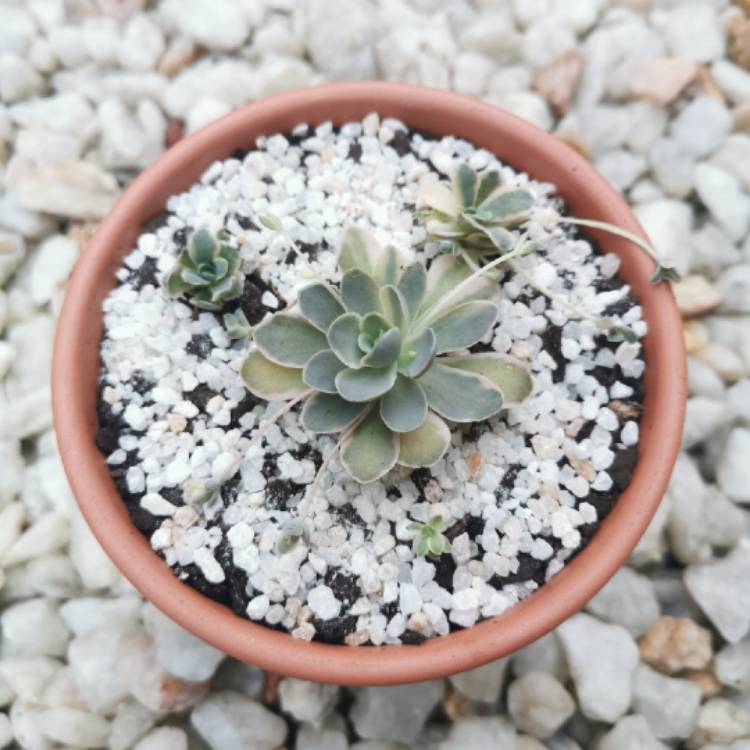 Plant image Orostachys Boehmeri Variegata