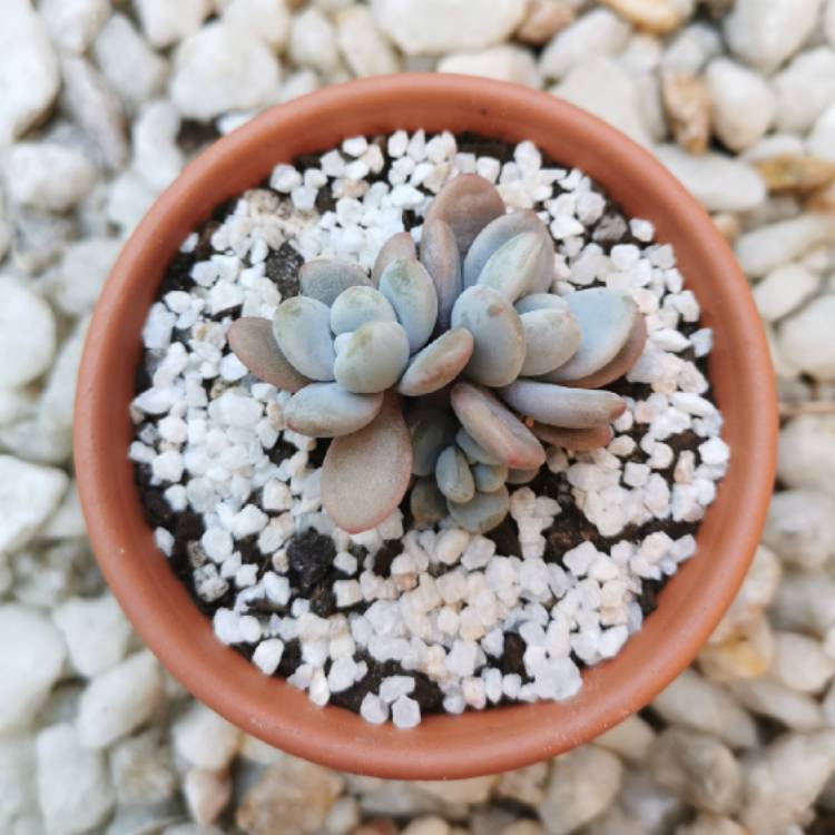 Plant image xGraptoveria Snow Peach