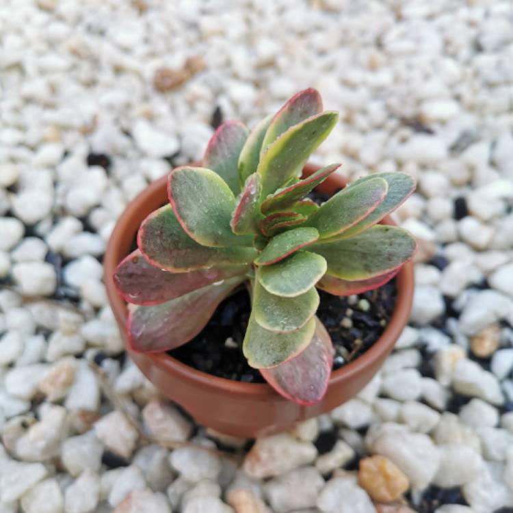 Plant image Crassula platyphylla variegated