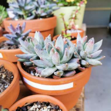 Pachyphytum compactum