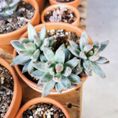 Pachyphytum compactum