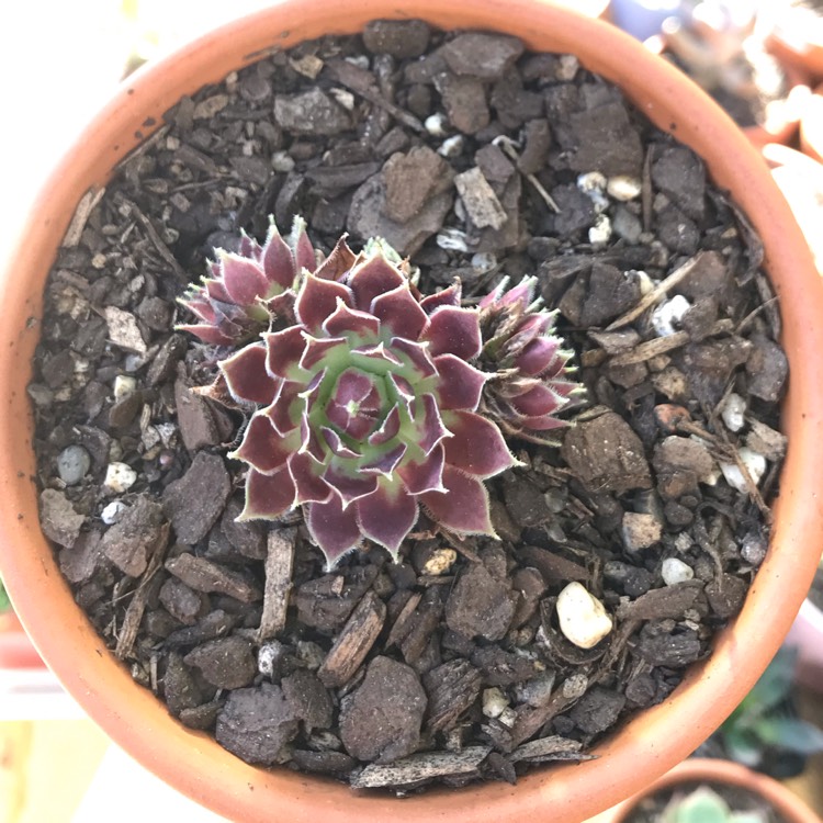 Plant image Sempervivum Round Midnight