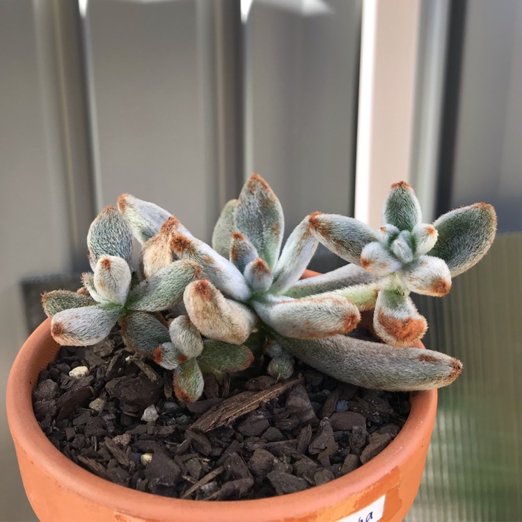 Plant image Echeveria Leucotricha