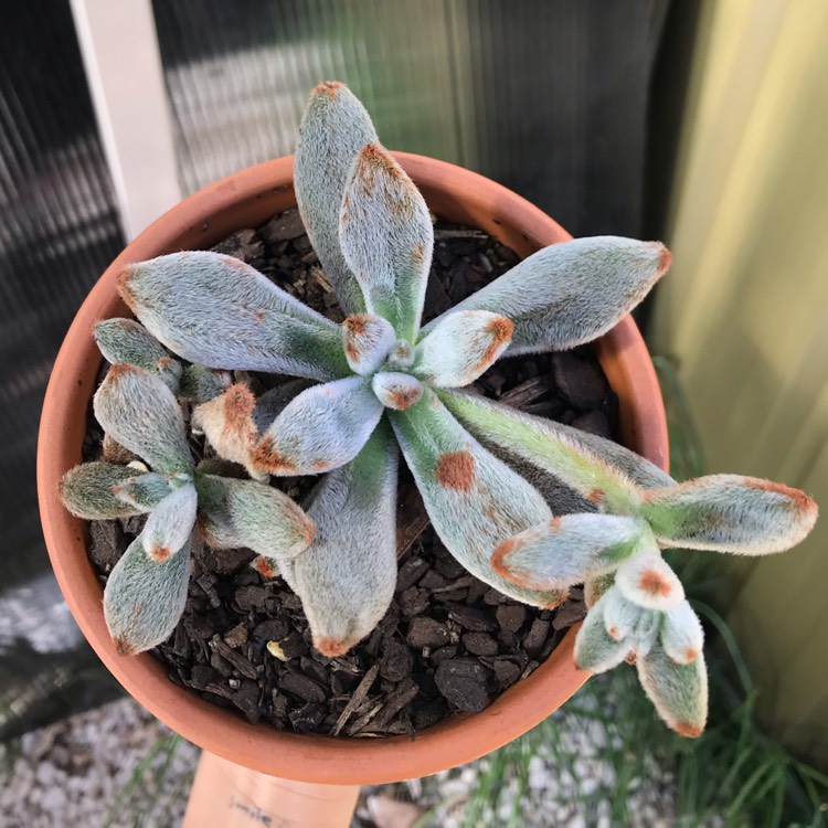 Plant image Echeveria Leucotricha