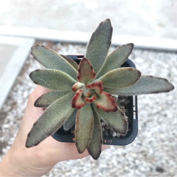 Plant image Kalanchoe Tomentosa 'Chocolate Soldier'