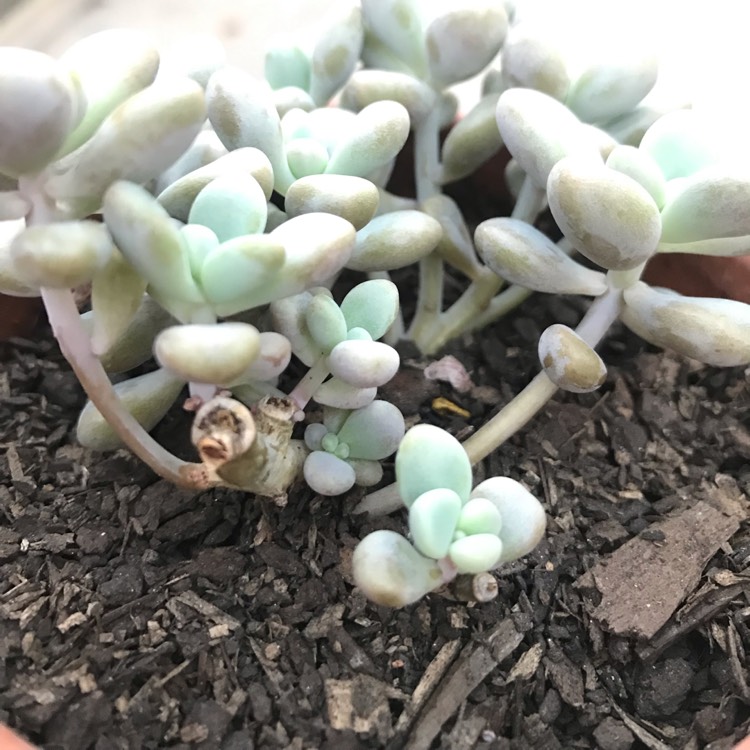 Plant image Graptopetalum Ellen