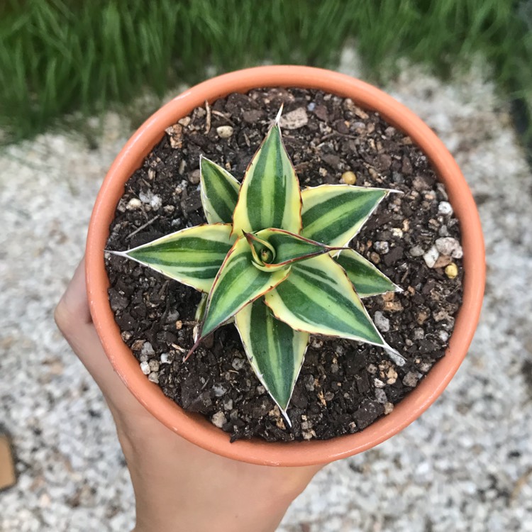 Plant image Agave lopthana 'Quadricolour'