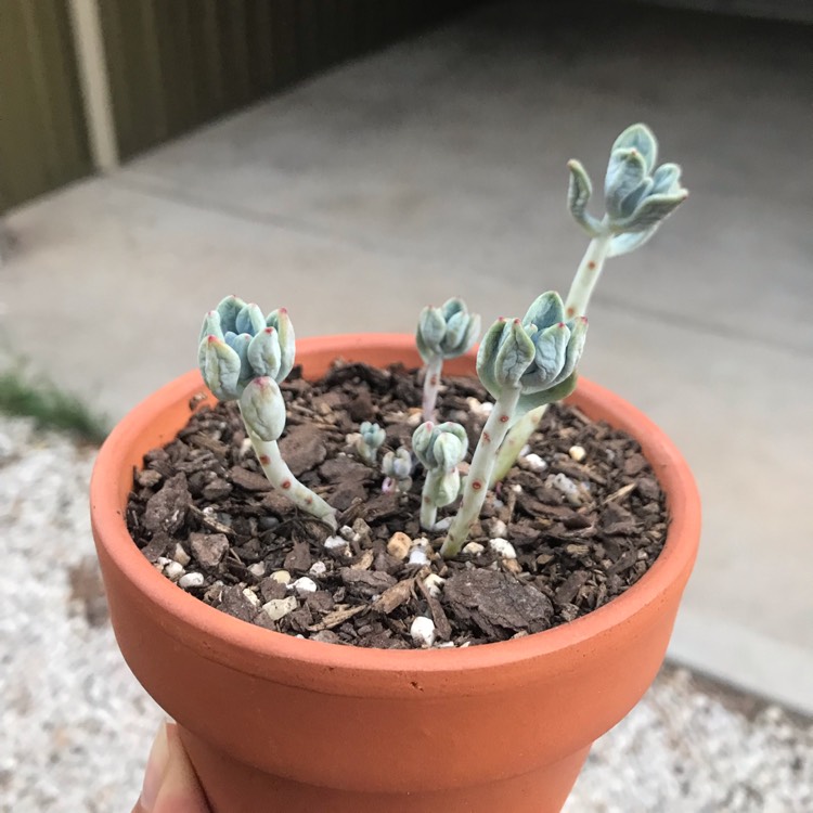 Plant image Sedum Commixtum