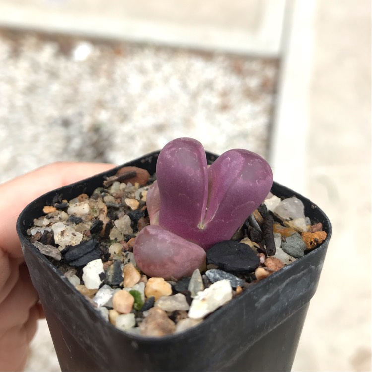 Plant image Lithops Optica Rubra