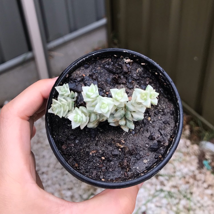 Plant image Crassula Tom Thumb Variegata