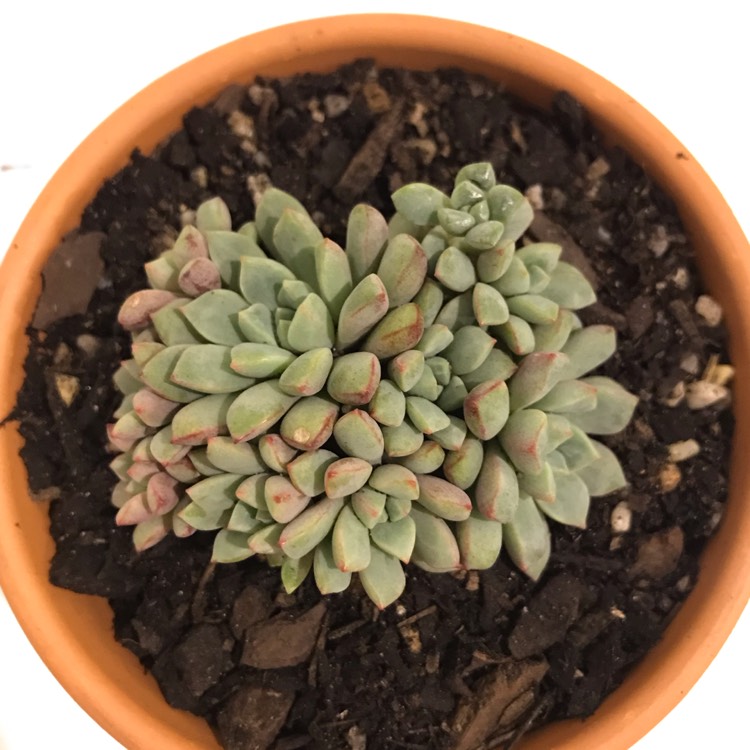 Plant image Echeveria Subcorymbosa Lau 30