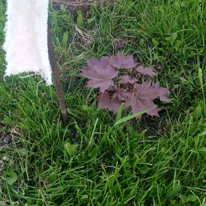 Plant image Acer Platanoides Crimson Sentry