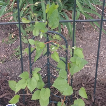 Plant image Clematis jackmanii 'Superba'