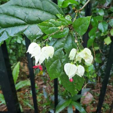 Clerodendrum thomsoniae