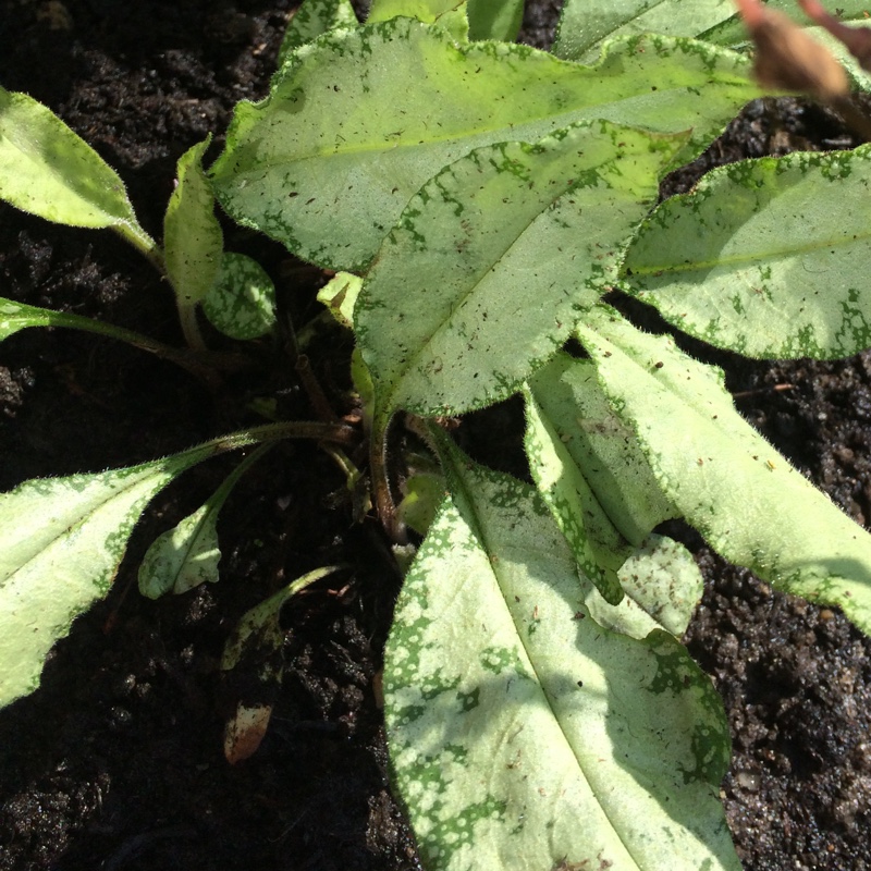 Plant image Pulmonaria 'Diana Clare'