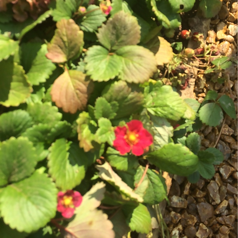 Plant image Fragaria x ananassa 'Tarpan' (Fragoo Series) syn. Fragaria x ananassa 'Fragoo Deep Rose'