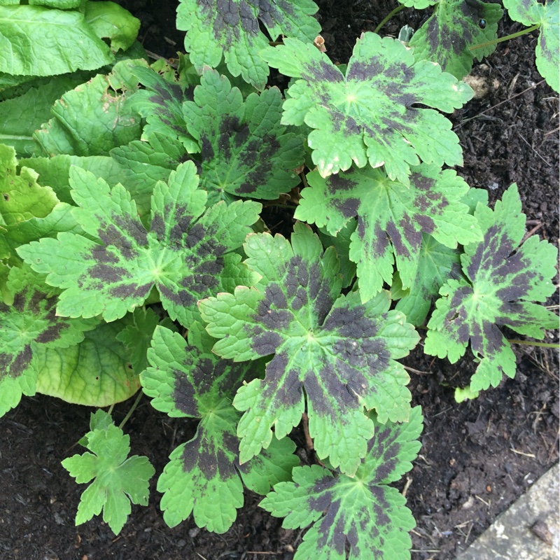 Plant image Geranium phaeum 'Samobor'