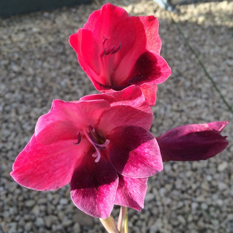 Plant image Gladiolus 'Ruby' syn. Gladiolus papilio 'Ruby'