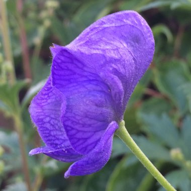 Aconitum carmichaelii 'Barkers Variety'