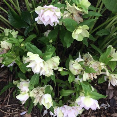 Hellebore