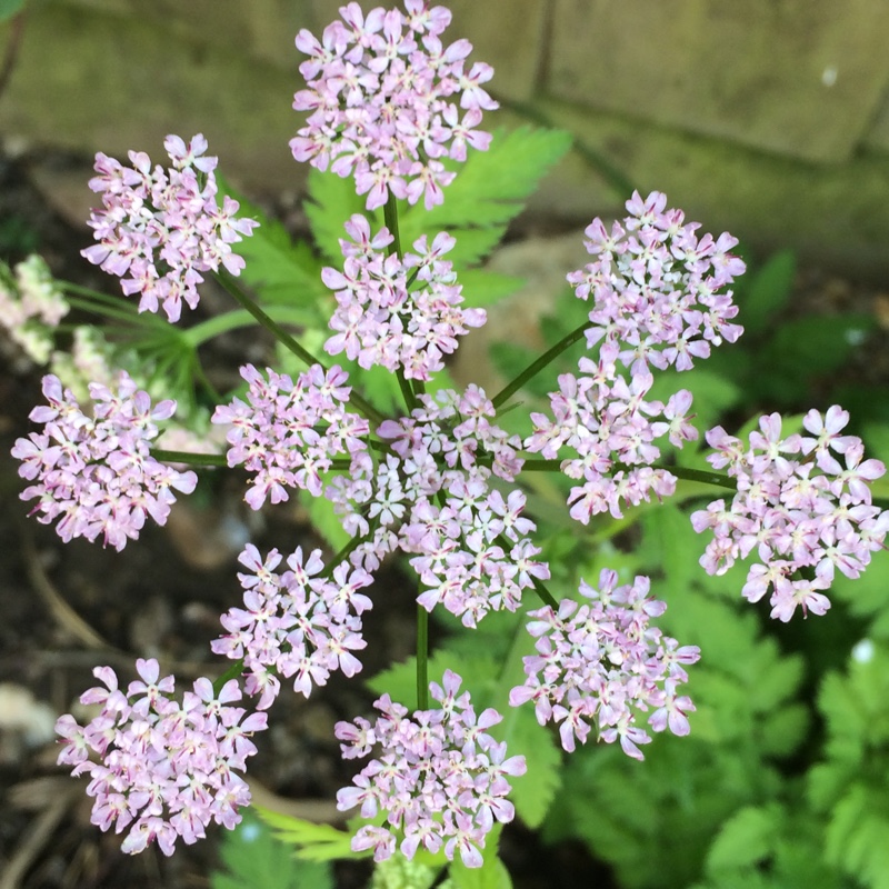 Chaerophyllum hirsutum Rostrum