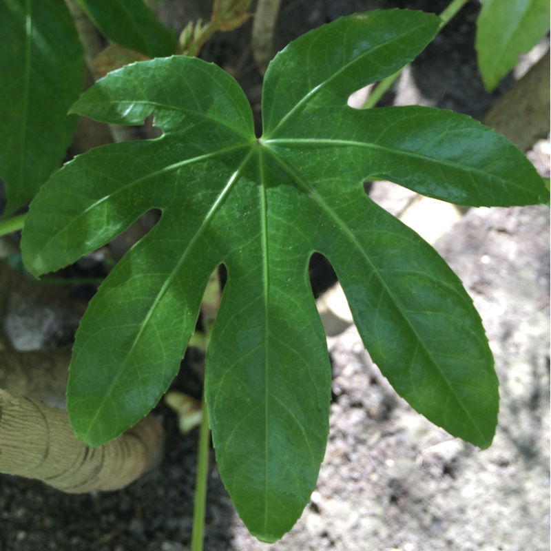 Fatsia japonica  syn. Aralia japonica