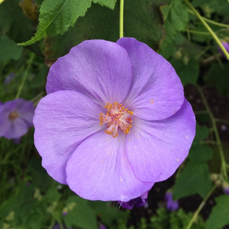 Plant image Corynabutilon vitifolium syn. Abutilon vitifolium