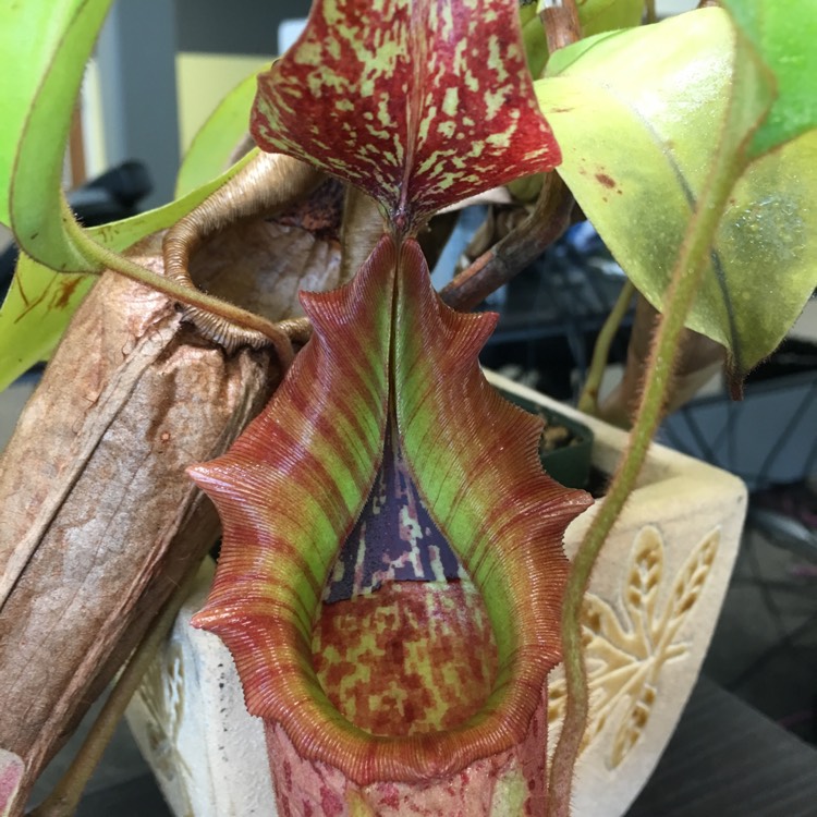 Plant image Nepenthes x tiveyi