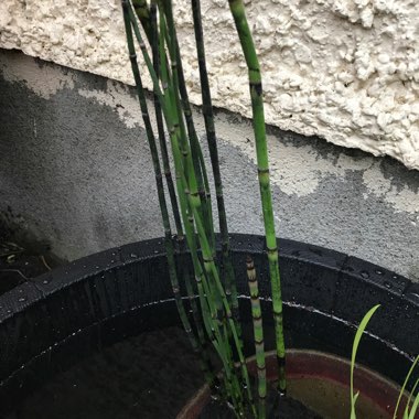 Equisetum Hyemale syn. Equisetum Japonica