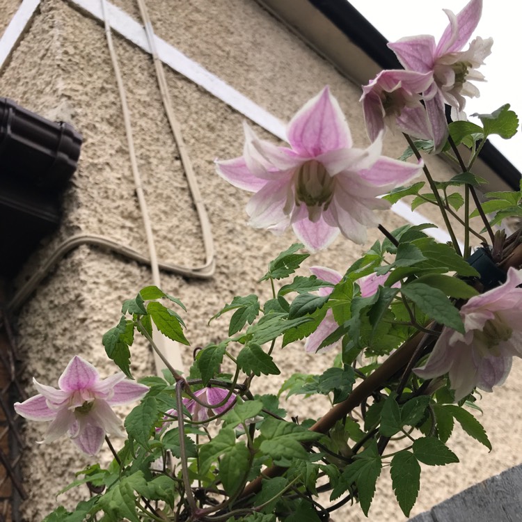 Plant image Clematis Macropetala