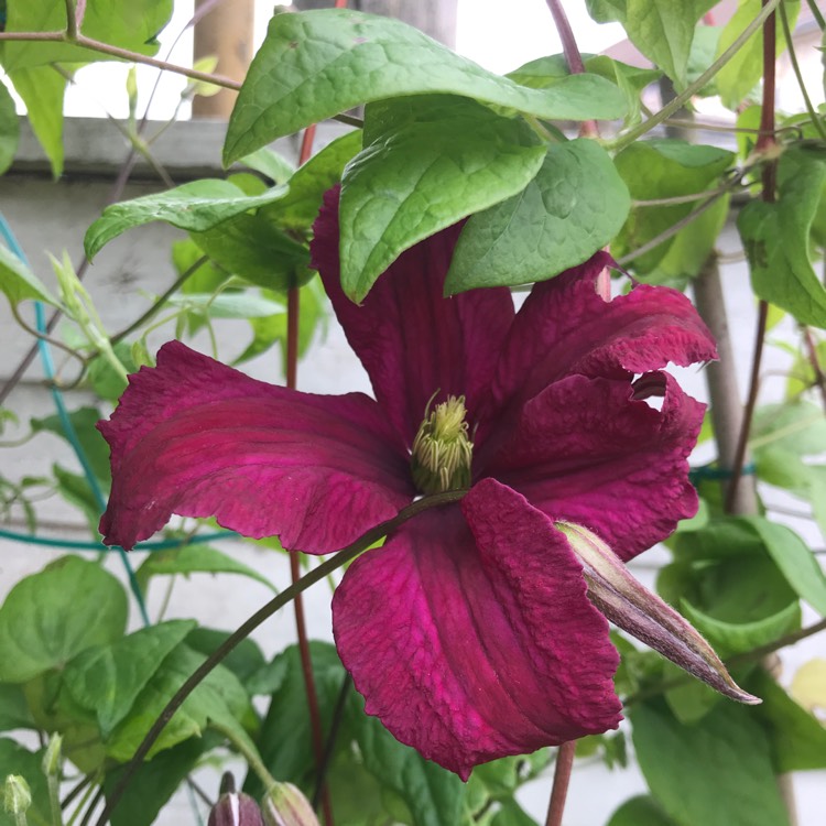 Plant image Clematis viticella 'Madame Julia Correvon'