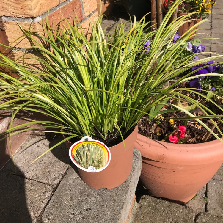 Plant image Acorus calamus 'Argenteostriatus' syn. Acorus calamus 'Variegatus'