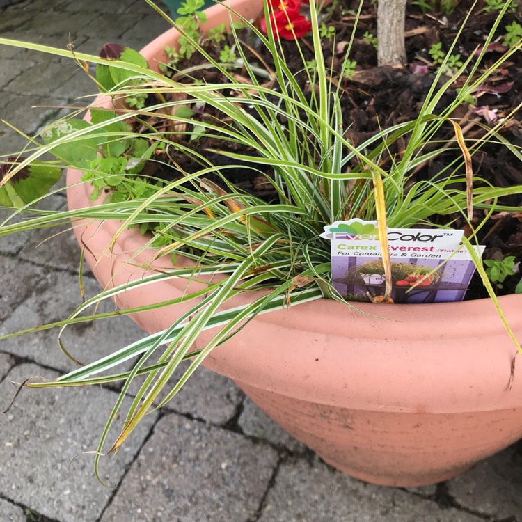 Plant image Carex oshimensis 'Everest'