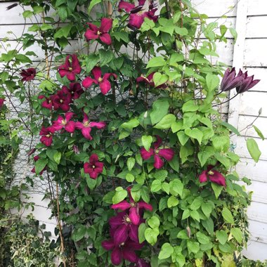 Clematis 'Rouge Cardinal'