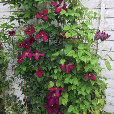 Clematis viticella 'Madame Julia Correvon'