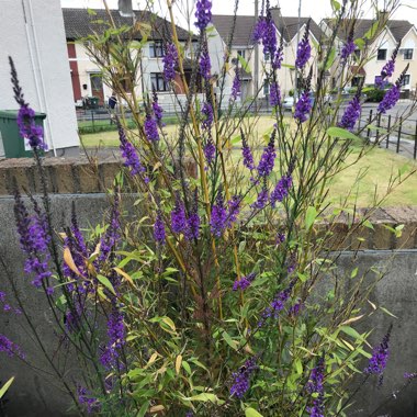 Linaria purpurea