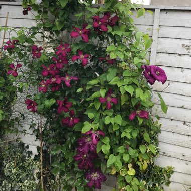 Clematis 'Rouge Cardinal'