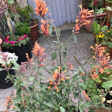 Agastache aurantiaca 'Apricot Sprite'