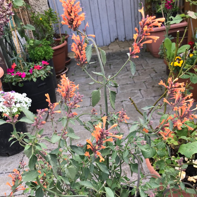 Plant image Agastache aurantiaca 'Apricot Sprite'