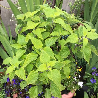 Salvia 'Amistad'