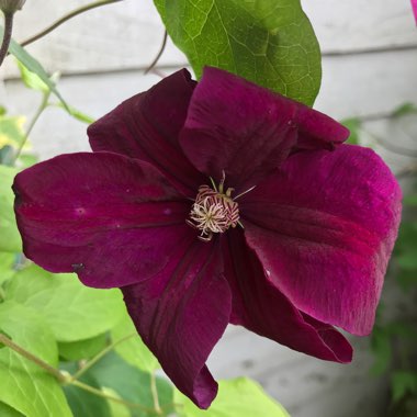 Clematis 'Rouge Cardinal'