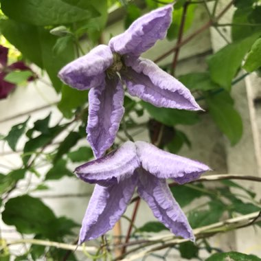 Clematis 'Blue Angel'