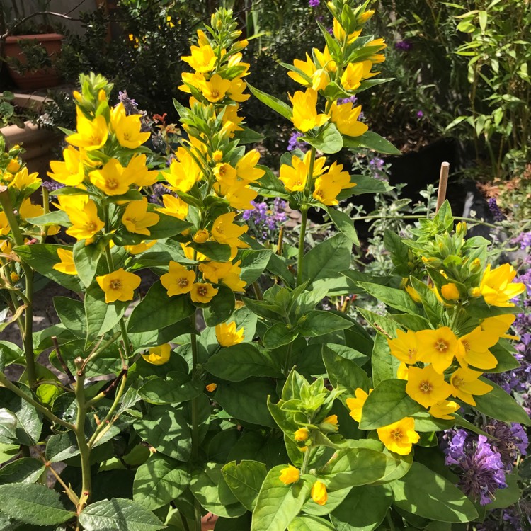 Plant image Lysimachia vulgaris