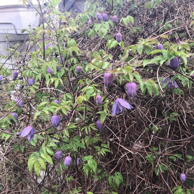 Plant image Clematis alpina 'Helsingborg'