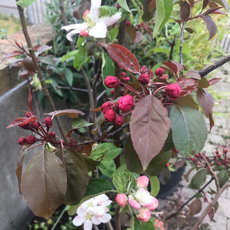 Plant image Malus 'Royal Beauty'